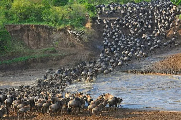 7-Day Northern Serengeti Mara River Crossing Safari